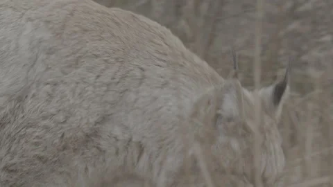 Lynx (Lynx lynx) Stock Footage 163544681