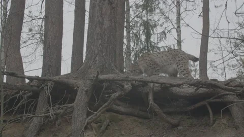 Lynx (Lynx lynx) Stock Footage 163544778