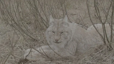 Lynx (Lynx lynx) Stock Footage 163544838