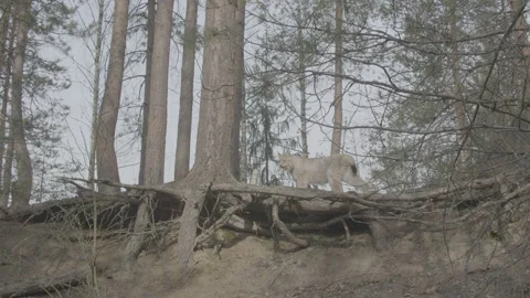 Lynx (Lynx lynx) Stock-Footage 163544920