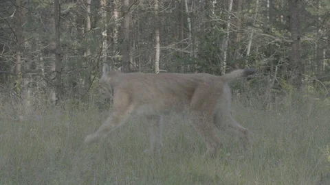 Lynx (Lynx lynx) Stock Footage 163544933