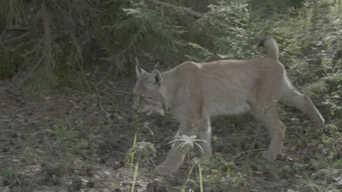 Lynx (Lynx lynx) Stock Footage 163544978