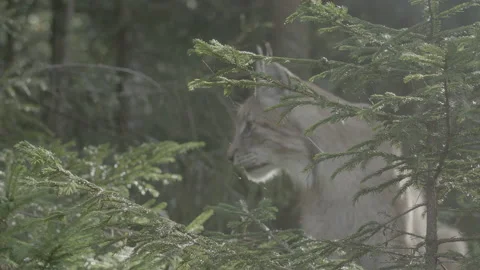 Lynx (Lynx lynx) Stock Footage 163545117