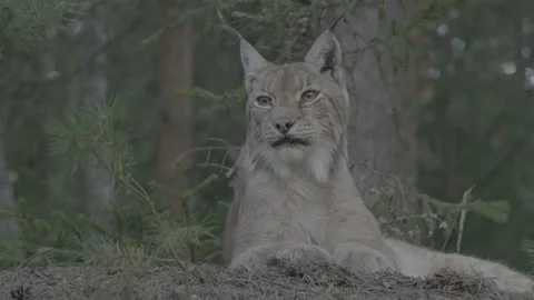 Lynx (Lynx lynx) Stock Footage 163545160