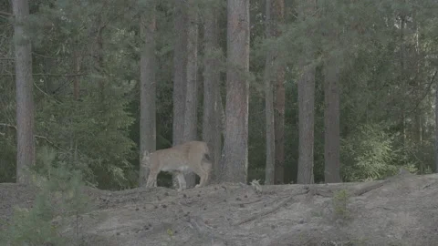 Lynx (Lynx lynx) Stock Footage 163545193