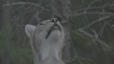 Lynx (Lynx lynx) Stock Footage 163545204