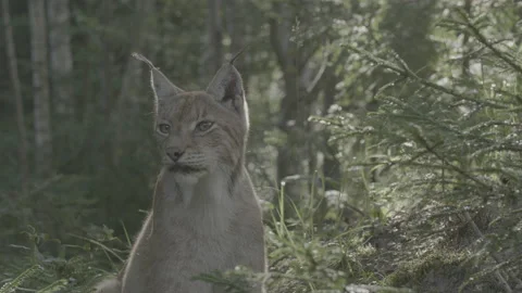 Lynx (Lynx lynx) Stock Footage 163545215