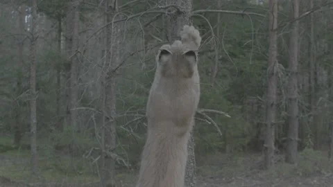 Lynx (Lynx lynx) Stock Footage 163545223
