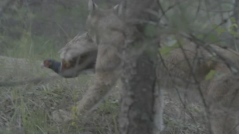 Lynx (Lynx lynx) Stock Footage 163545242
