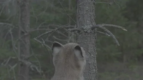 Lynx (Lynx lynx) Stock Footage 163545261