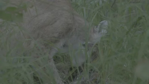 Lynx (Lynx lynx) 스톡 동영상 163545369
