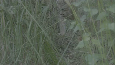 Lynx (Lynx lynx) Stock Footage 163545377