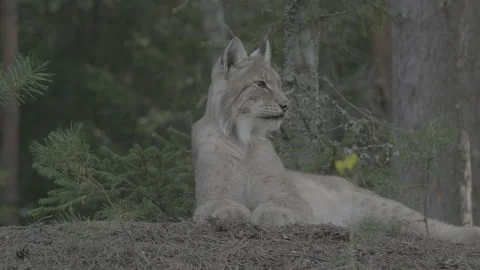 Lynx (Lynx lynx) 스톡 동영상 163545406