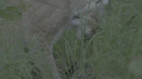 Lynx (Lynx lynx) Stock Footage 163545408