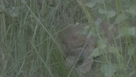 Lynx (Lynx lynx) Stock Footage 163545454