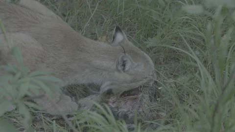 Lynx (Lynx lynx) Stock Footage 163545634