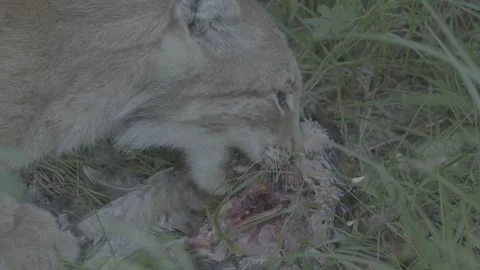 Lynx (Lynx lynx) Stock Footage 163545667