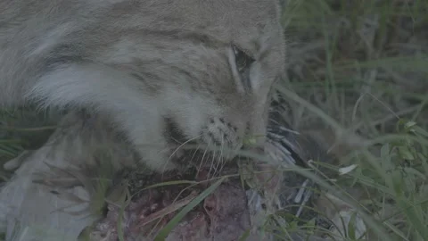 Lynx (Lynx lynx) Stock Footage 163545675