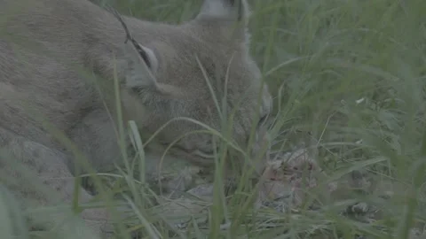 Lynx (Lynx lynx) Stock Footage 163545768