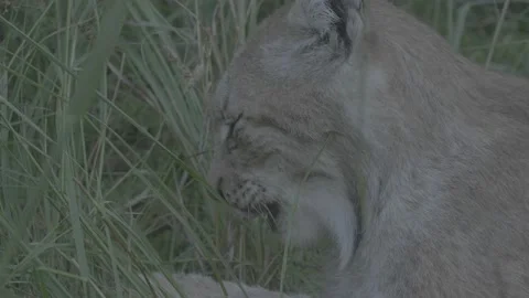 Lynx (Lynx lynx) Stock Footage 163545833
