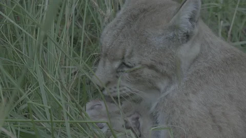 Lynx (Lynx lynx) Stock Footage 163545898