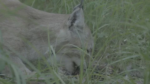 Lynx (Lynx lynx) Stock-Footage 163545966