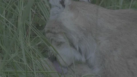 Lynx (Lynx lynx) Stock Footage 163545992