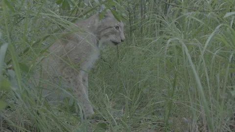 Lynx (Lynx lynx) Video stock 163546019