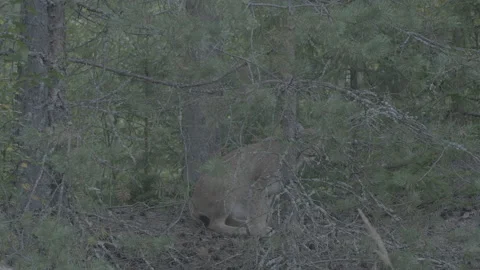 Lynx (Lynx lynx) Stock Footage 163546093