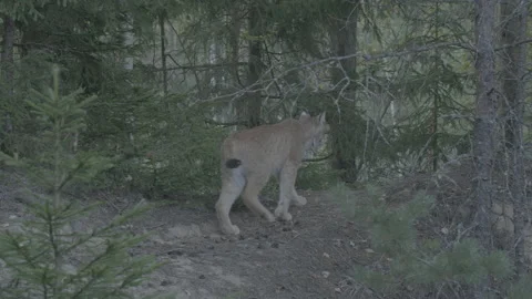 Lynx (Lynx lynx) Stock Footage 163546167