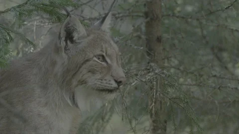 Lynx (Lynx lynx) Video stock 163546298