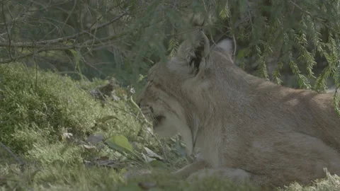 Lynx (Lynx lynx) Stock Footage 163546347