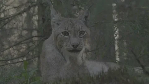 Lynx (Lynx lynx) Stock Footage 163546438