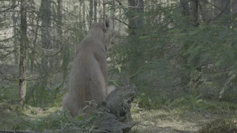 Lynx (Lynx lynx) Stock Footage 163546474