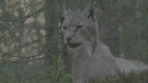 Lynx (Lynx lynx) Video stock 163546475