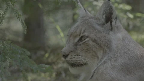Lynx (Lynx lynx) Stock Footage 163546502
