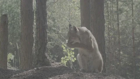 Lynx (Lynx lynx) Stock Footage 163546542