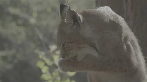 Lynx (Lynx lynx) Stock Footage 163546567
