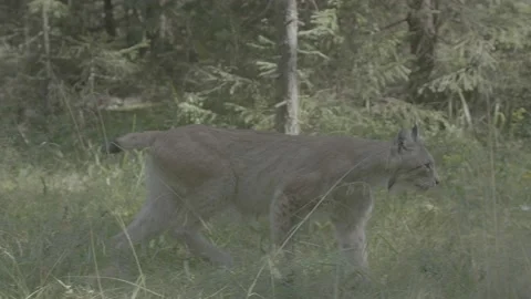 Lynx (Lynx lynx) Stock Footage 163546578