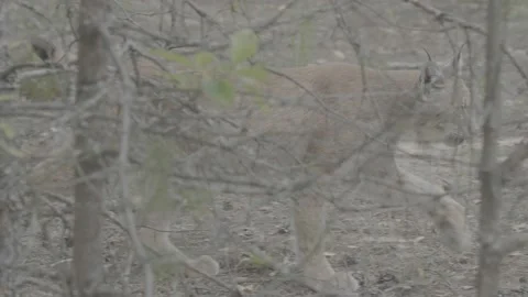 Lynx (Lynx lynx) Stock Footage 163546629