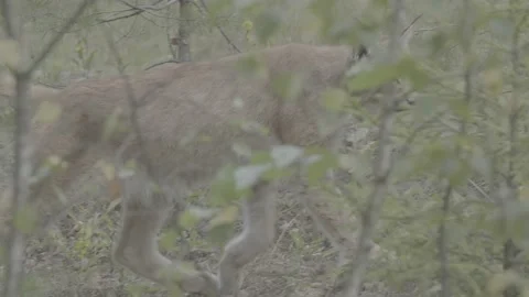 Lynx (Lynx lynx) Stock Footage 163546696