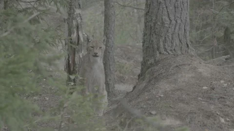Lynx (Lynx lynx) Stock Footage 163546712