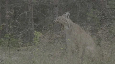 Lynx (Lynx lynx) Stock Footage 163546728