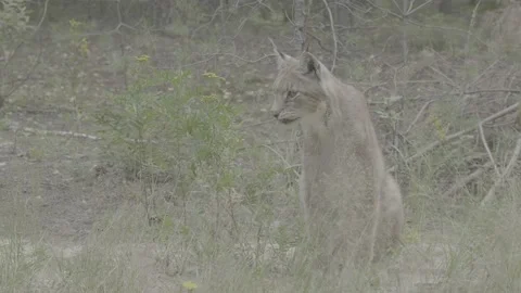 Lynx (Lynx lynx) Stock Footage 163546740