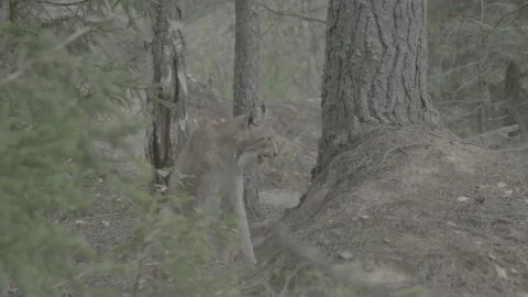 Lynx (Lynx lynx) Stock Footage 163546758