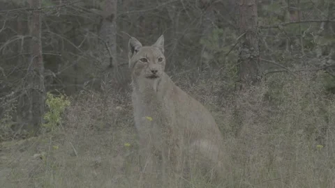 Lynx (Lynx lynx) Stock Footage 163546874