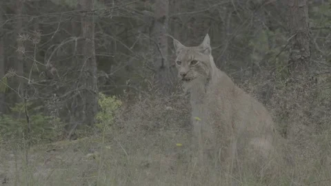 Lynx (Lynx lynx) Stock Footage 163546902