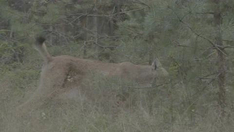Lynx (Lynx lynx) Stock Footage 163546924