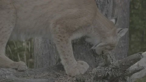Lynx (Lynx lynx) Stock Footage 163547023