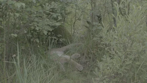 Lynx (Lynx lynx) Stock Footage 163547060